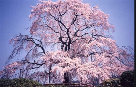 櫻花樹 種植|櫻花種植指南：掌握土壤、光線和空氣關鍵要素 